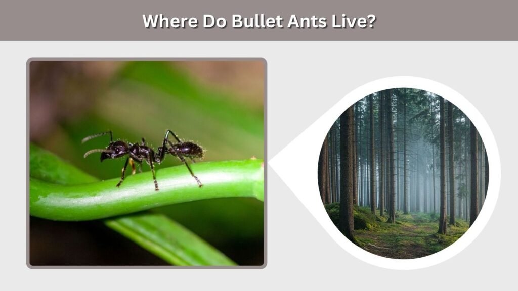 Where Do Bullet Ants Live?
