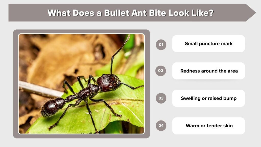 What Does a Bullet Ant Bite Look Like?