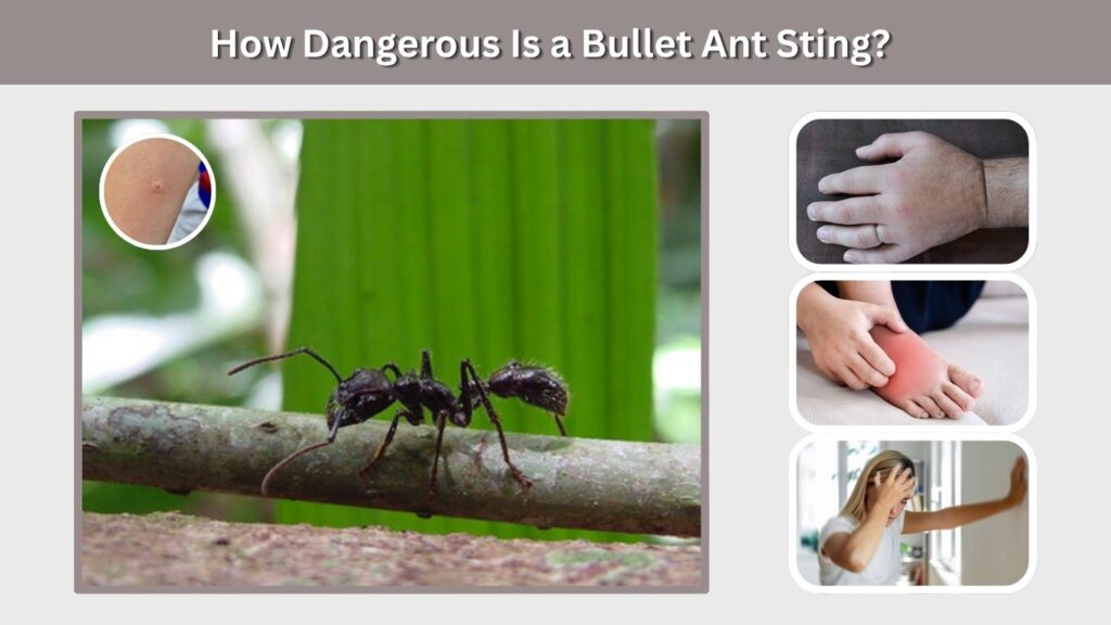 How Dangerous Is a Bullet Ant Sting?