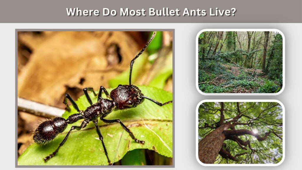 Where Do Most Bullet Ants Live?