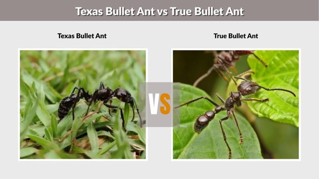 Texas Bullet Ant vs True Bullet Ant