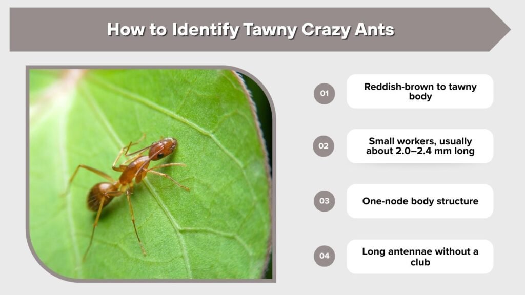 How to Identify Tawny Crazy Ants