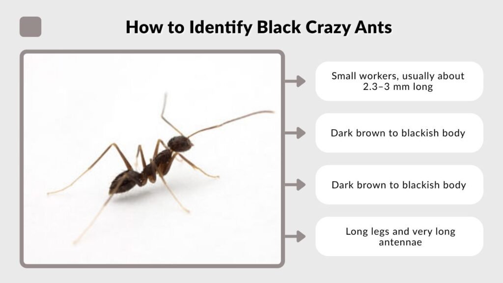 How to Identify Black Crazy Ants