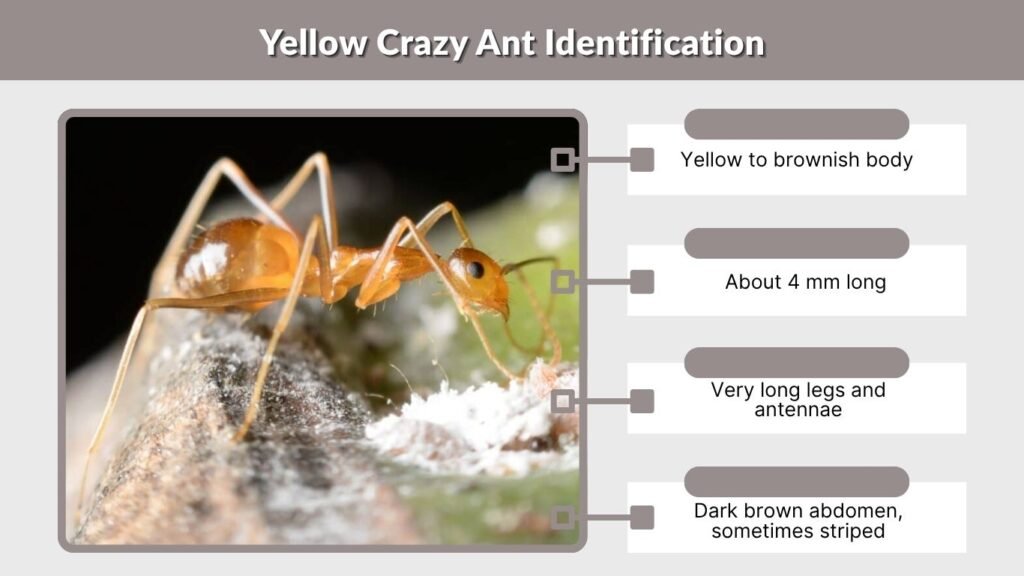 Yellow Crazy Ant Identification