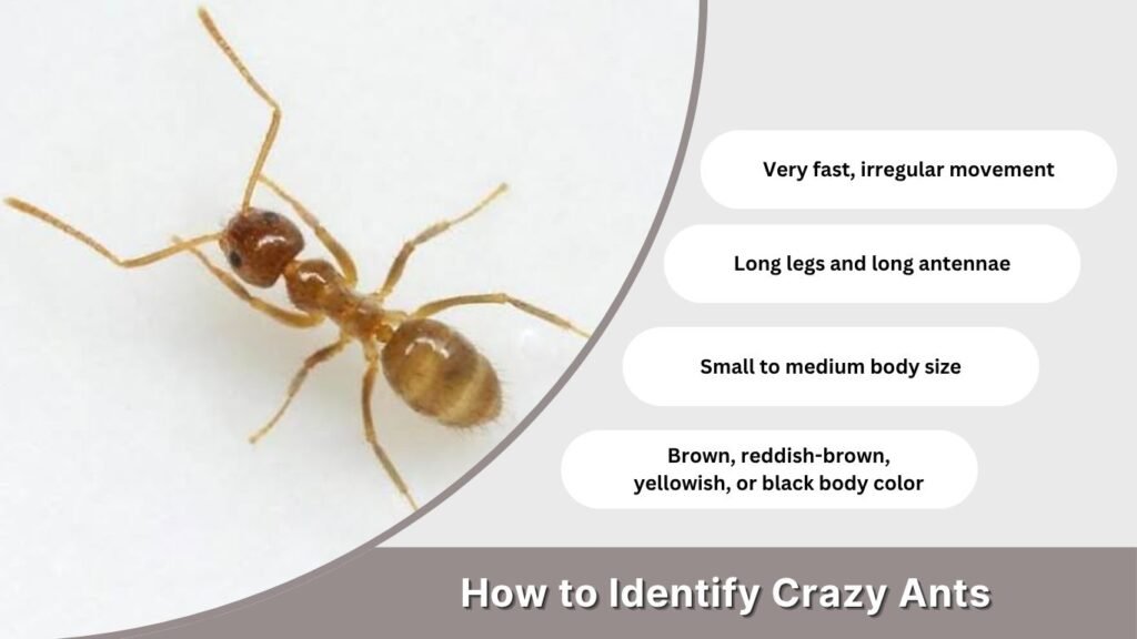 How to Identify Crazy Ants