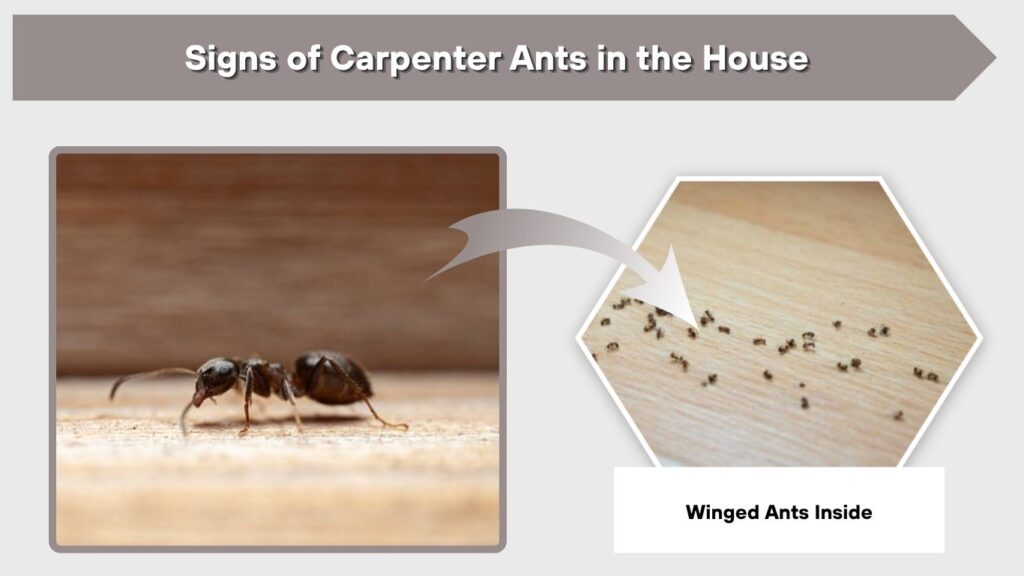 Signs of Carpenter Ants in the House