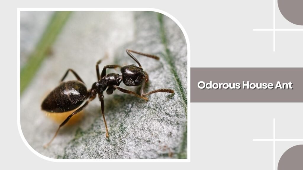 Odorous House Ant
