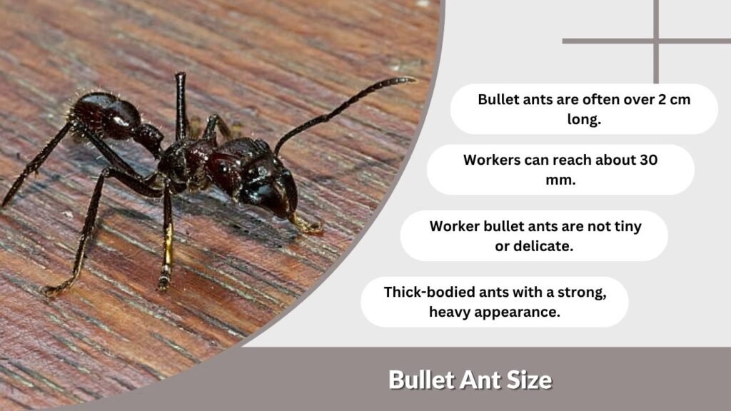 Bullet Ant Size