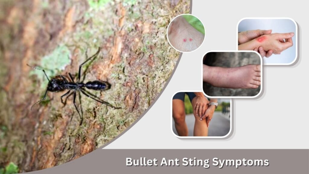 Bullet Ant Sting Symptoms