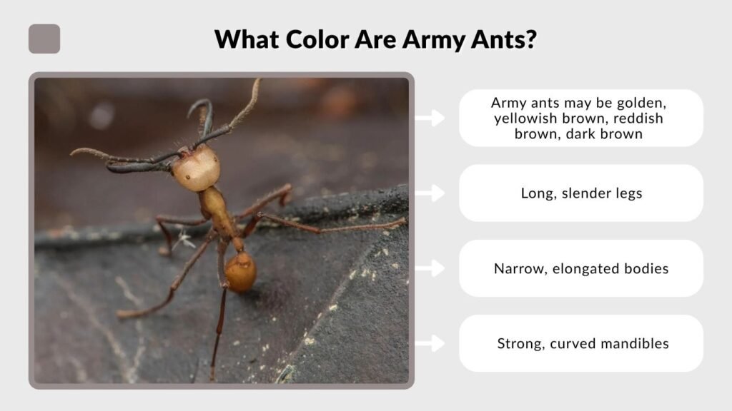 What Color Are Army Ants?