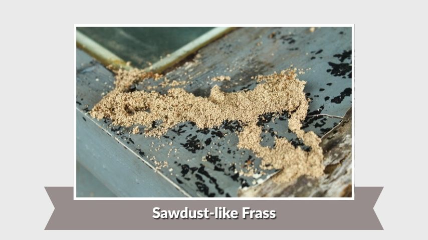 Sawdust-like Frass