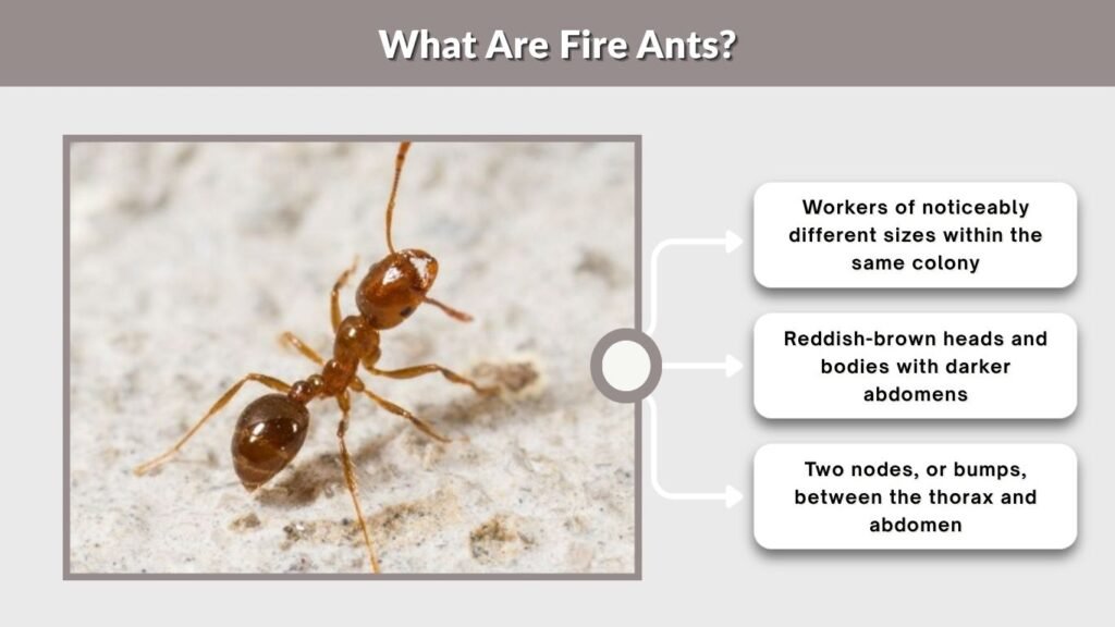 What Are Fire Ants?