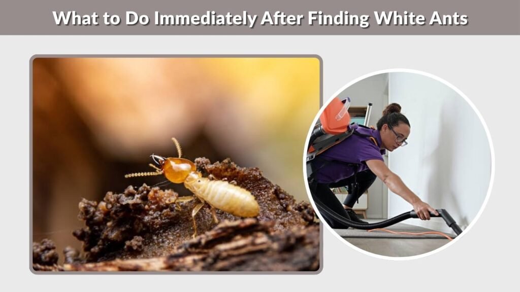 What to Do Immediately After Finding White Ants