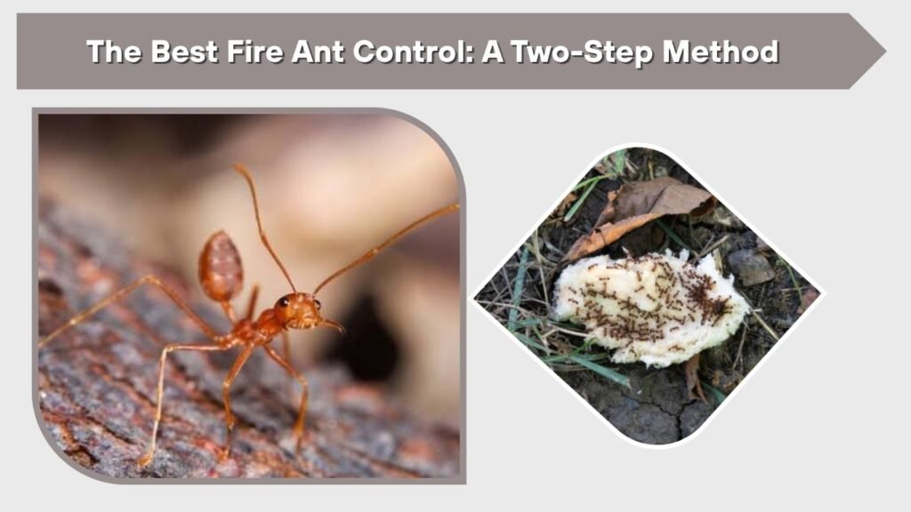 The Best Fire Ant Control: A Two-Step Method
