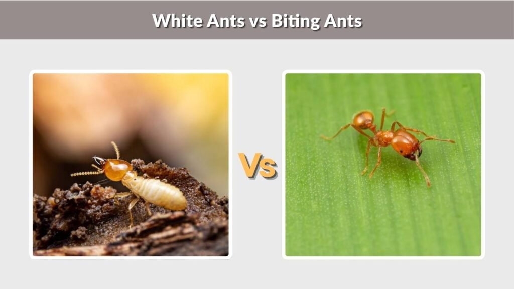 White Ants vs Biting Ants