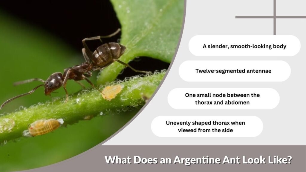 What Does an Argentine Ant Look Like?