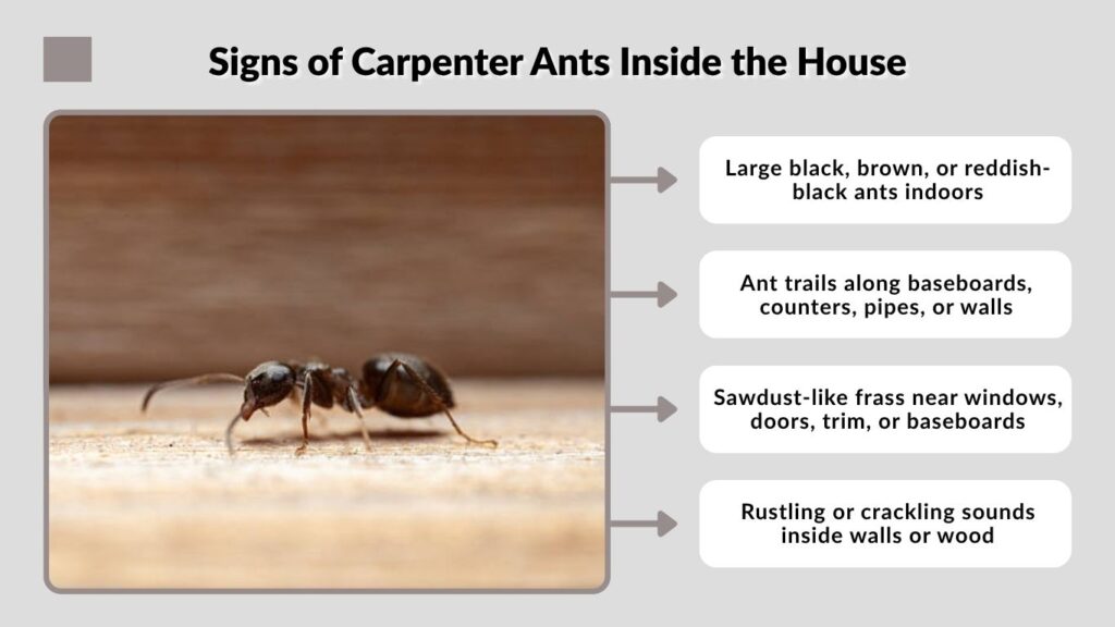 Signs of Carpenter Ants Inside the House