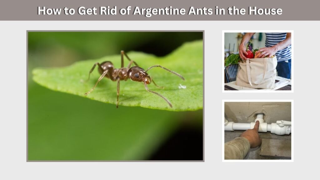 How to Get Rid of Argentine Ants in the House