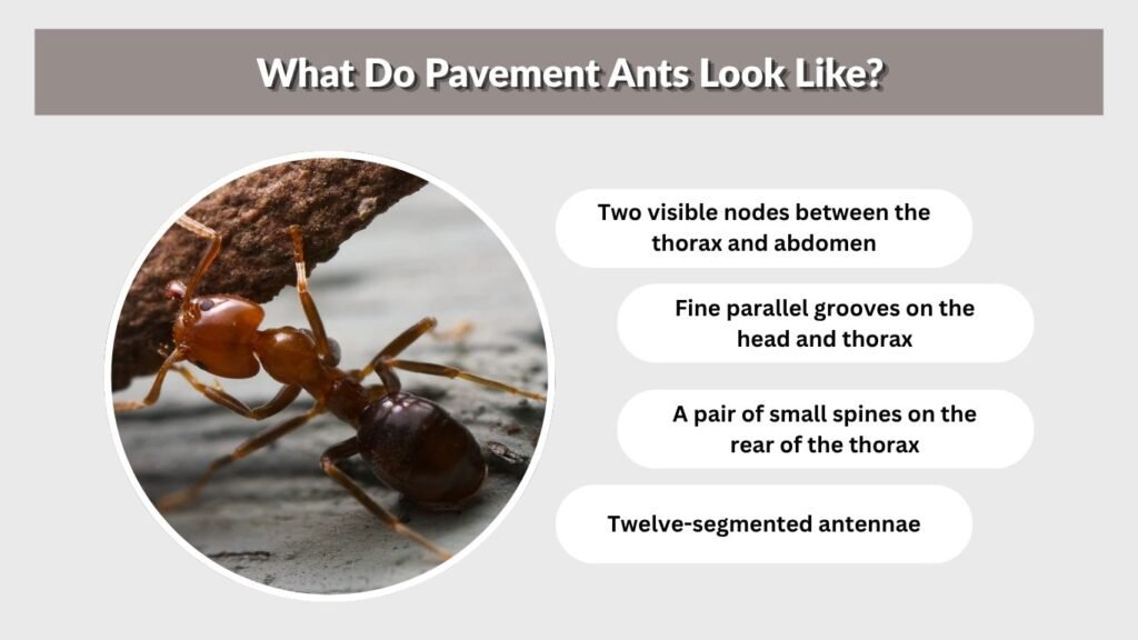 What Do Pavement Ants Look Like?