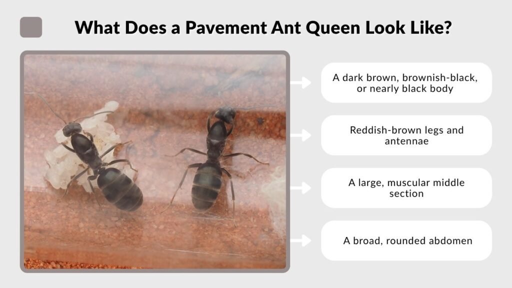 What Does a Pavement Ant Queen Look Like?
