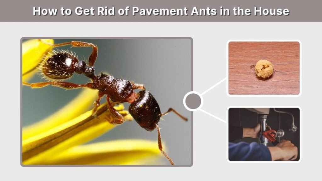 How to Get Rid of Pavement Ants in the House