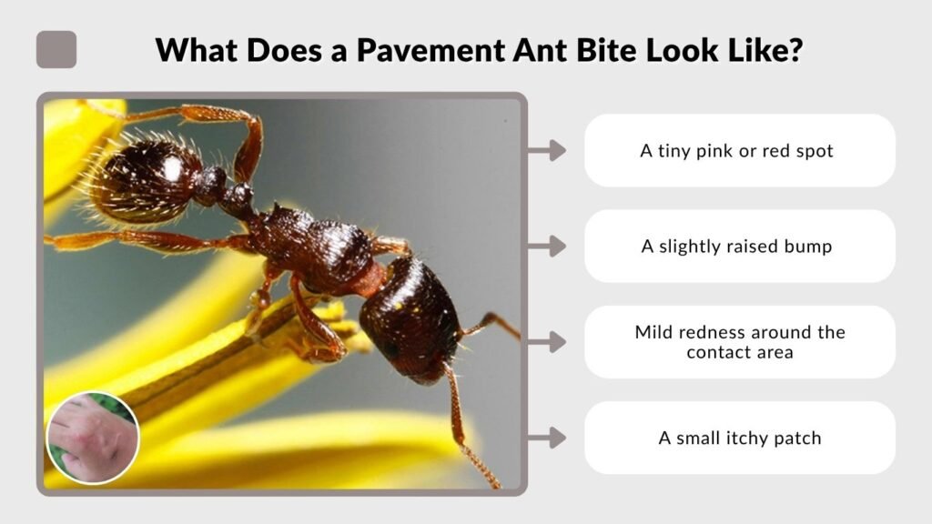 What Does a Pavement Ant Bite Look Like?