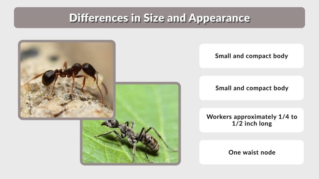 Differences in Size and Appearance
