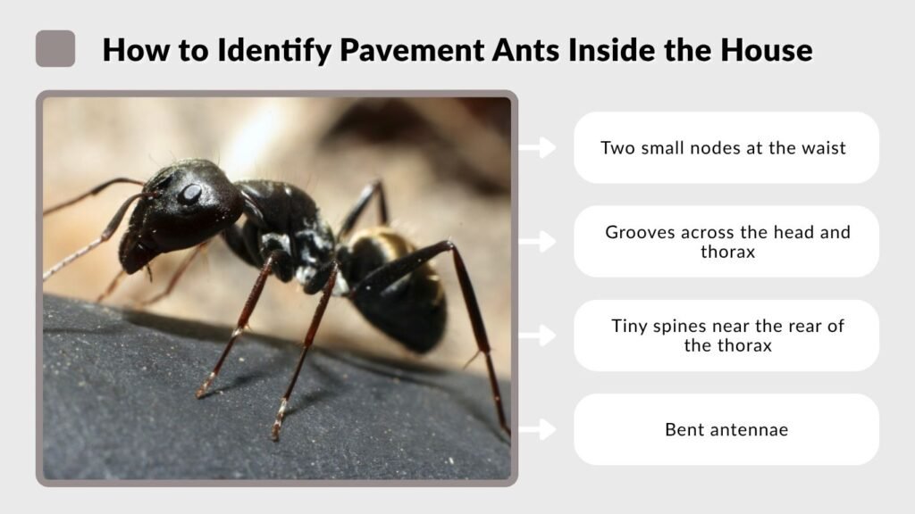 How to Identify Pavement Ants Inside the House