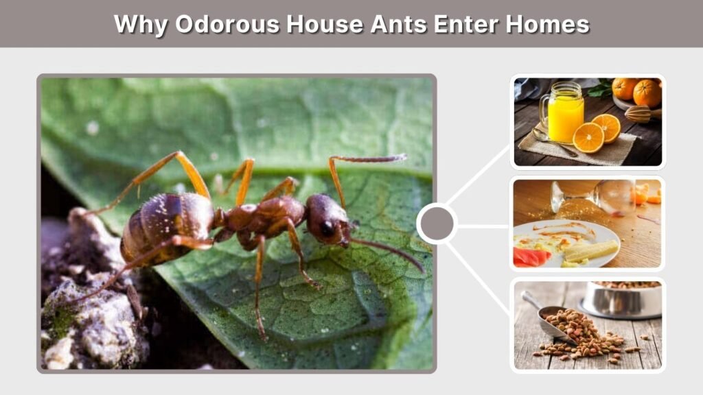Why Odorous House Ants Enter Homes