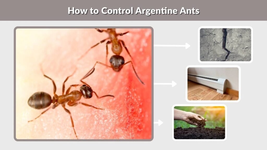 How to Control Argentine Ants