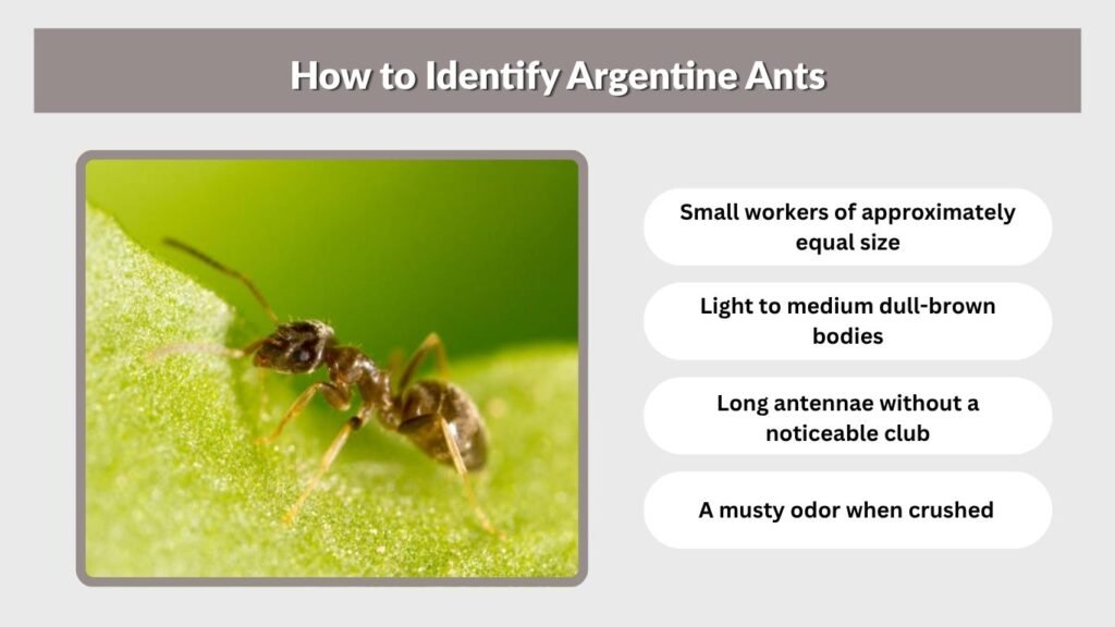 How to Identify Argentine Ants