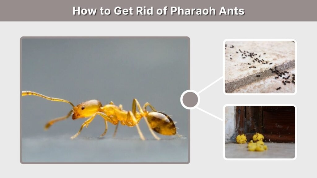 How to Get Rid of Pharaoh Ants