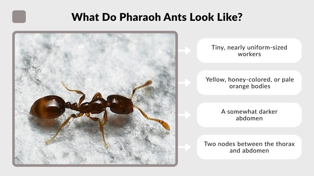 What Do Pharaoh Ants Look Like?