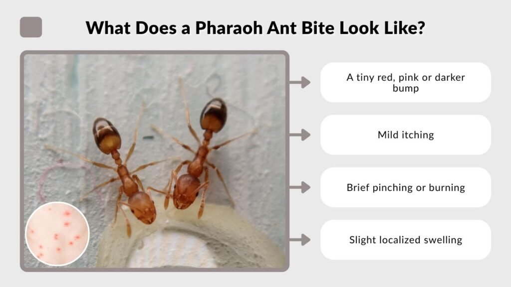 What Does a Pharaoh Ant Bite Look Like?