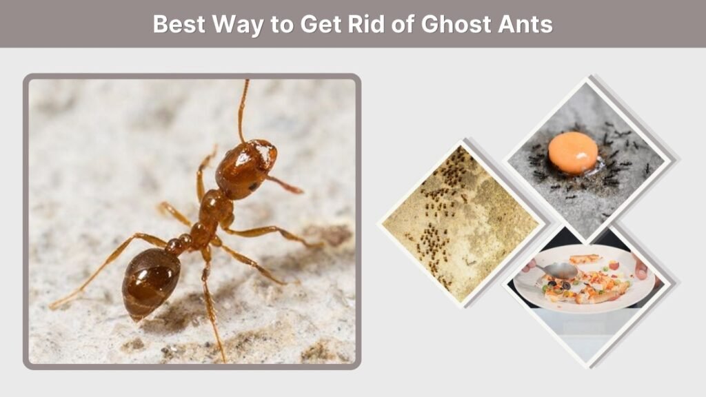 Best Way to Get Rid of Ghost Ants