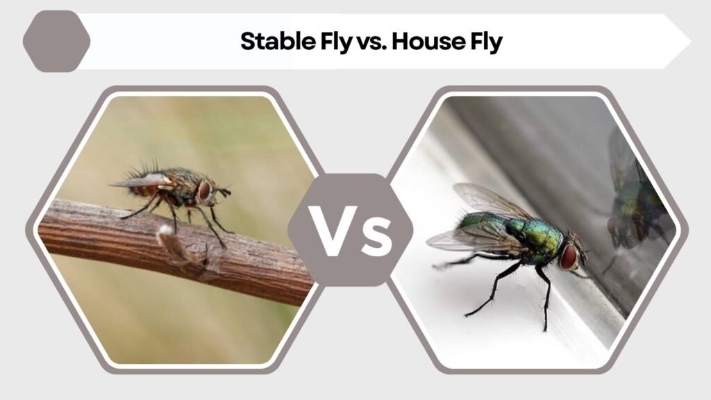 Stable Fly vs. House Fly