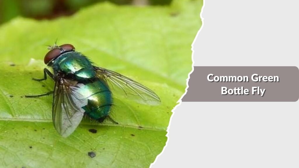 Common Green Bottle Fly