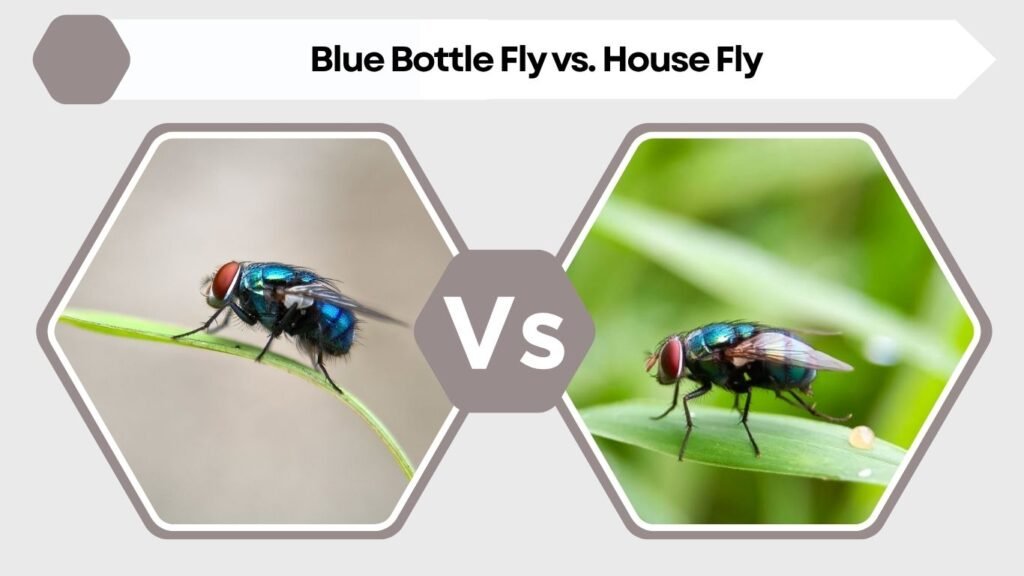 Blue Bottle Fly vs. House Fly