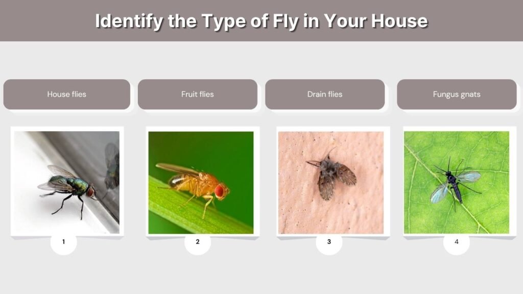 Identify the Type of Fly in Your House