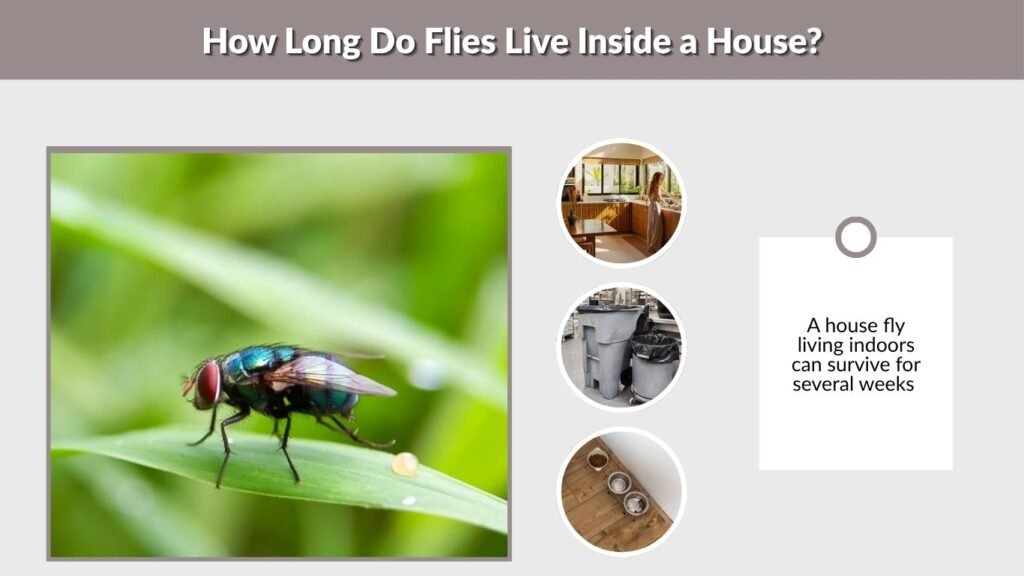 How Long Do Flies Live Inside a House?