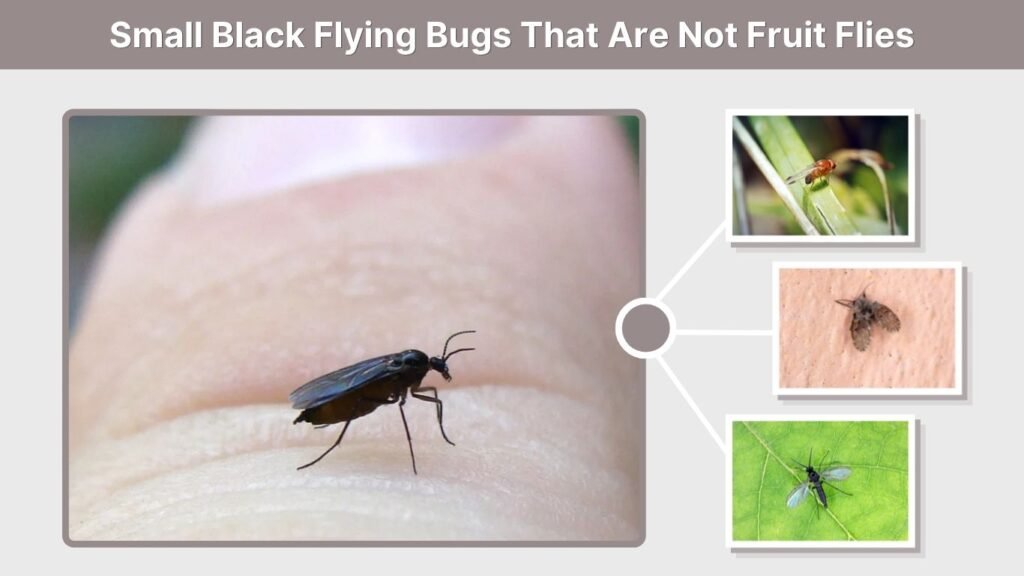 Small Black Flying Bugs That Are Not Fruit Flies