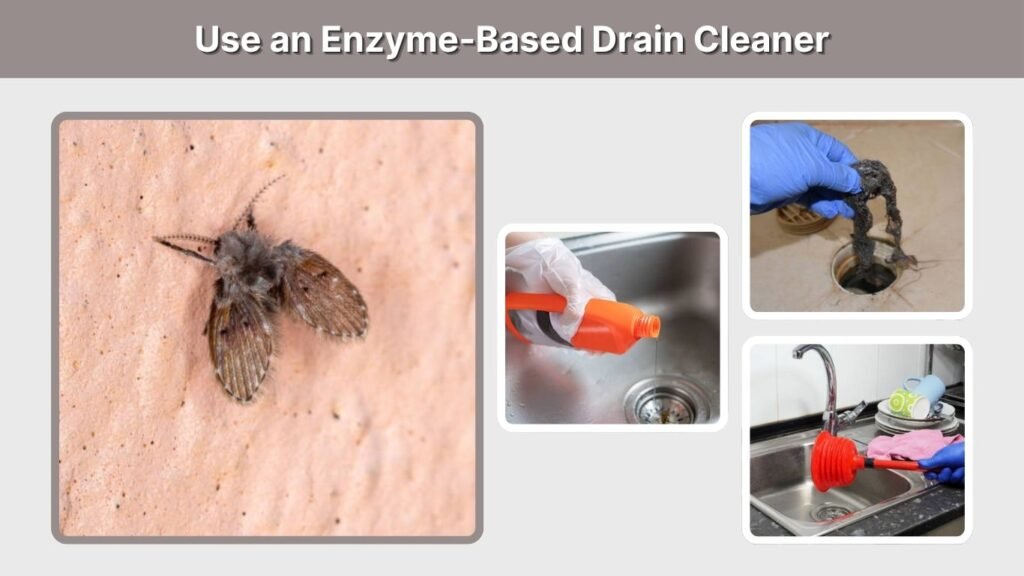 Use an Enzyme-Based Drain Cleaner