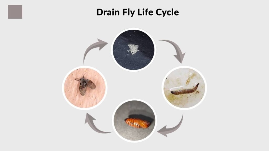 Drain Fly Life Cycle