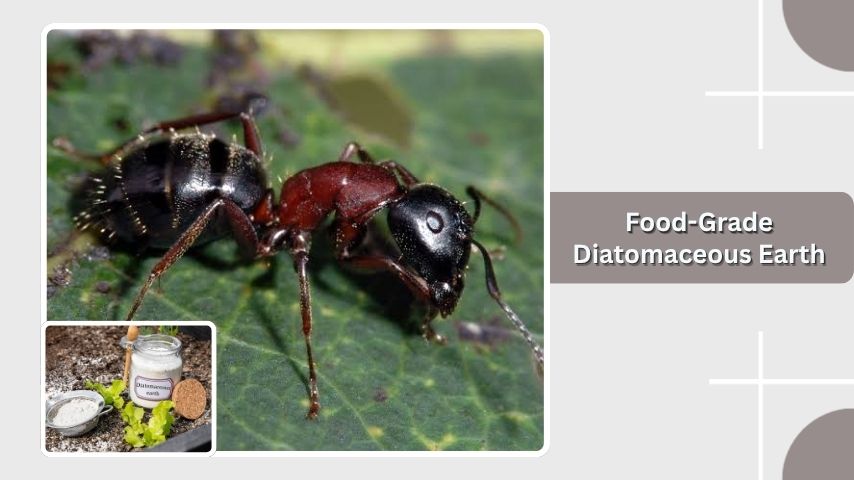 Food-Grade Diatomaceous Earth
