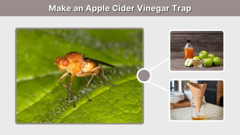 Make an Apple Cider Vinegar Trap