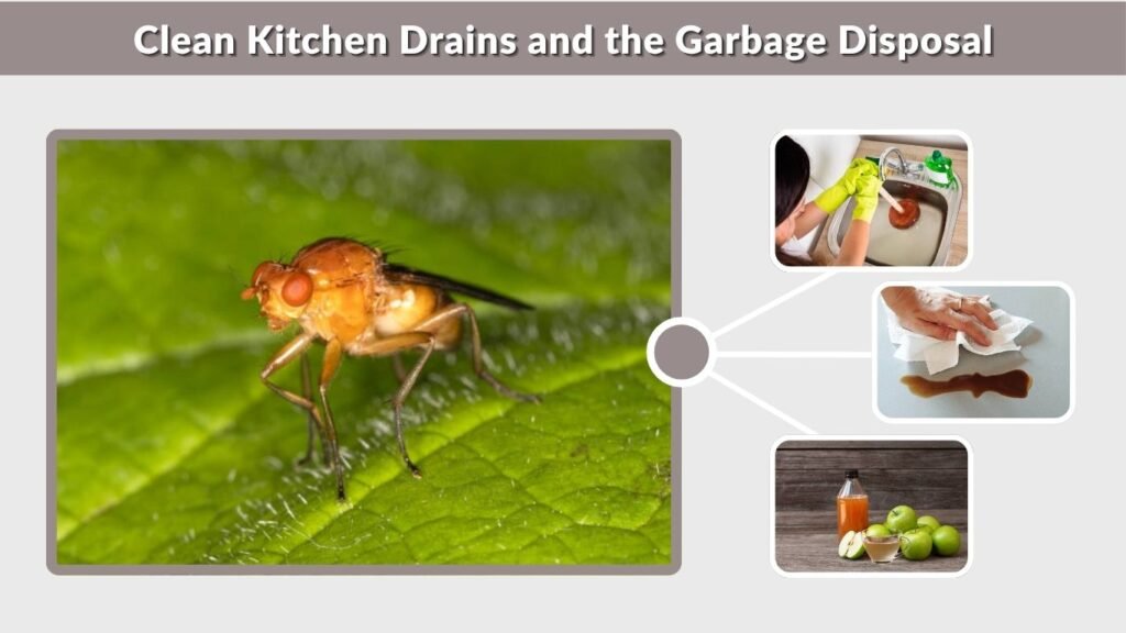 Clean Kitchen Drains and the Garbage Disposal