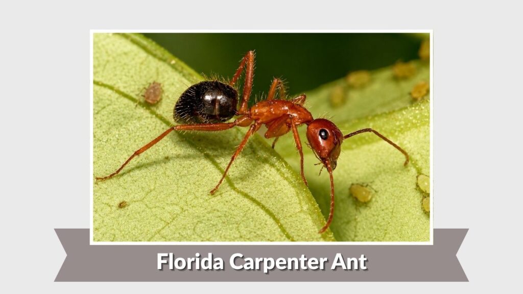 Florida Carpenter Ant