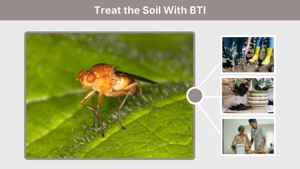 Treat the Soil With BTI