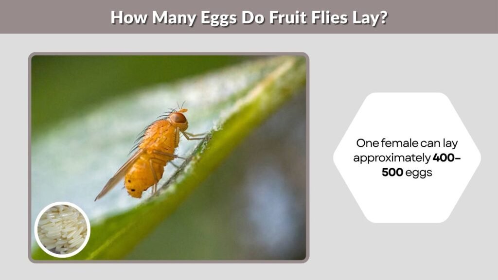 How Many Eggs Do Fruit Flies Lay?
