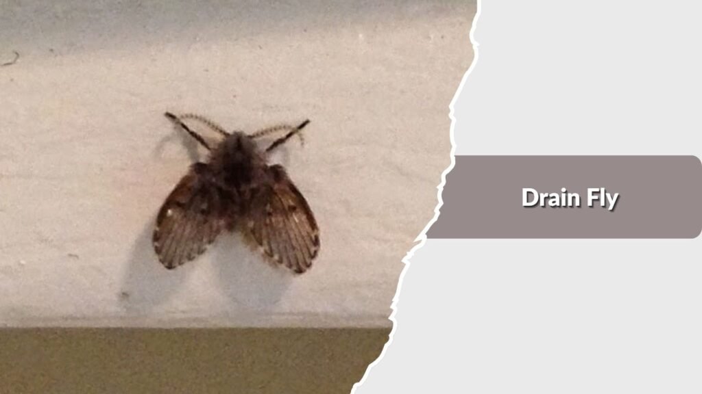 Drain Fly